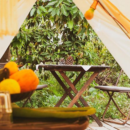 Yurt In Avocado Garden Hotel Güimar Eksteriør billede